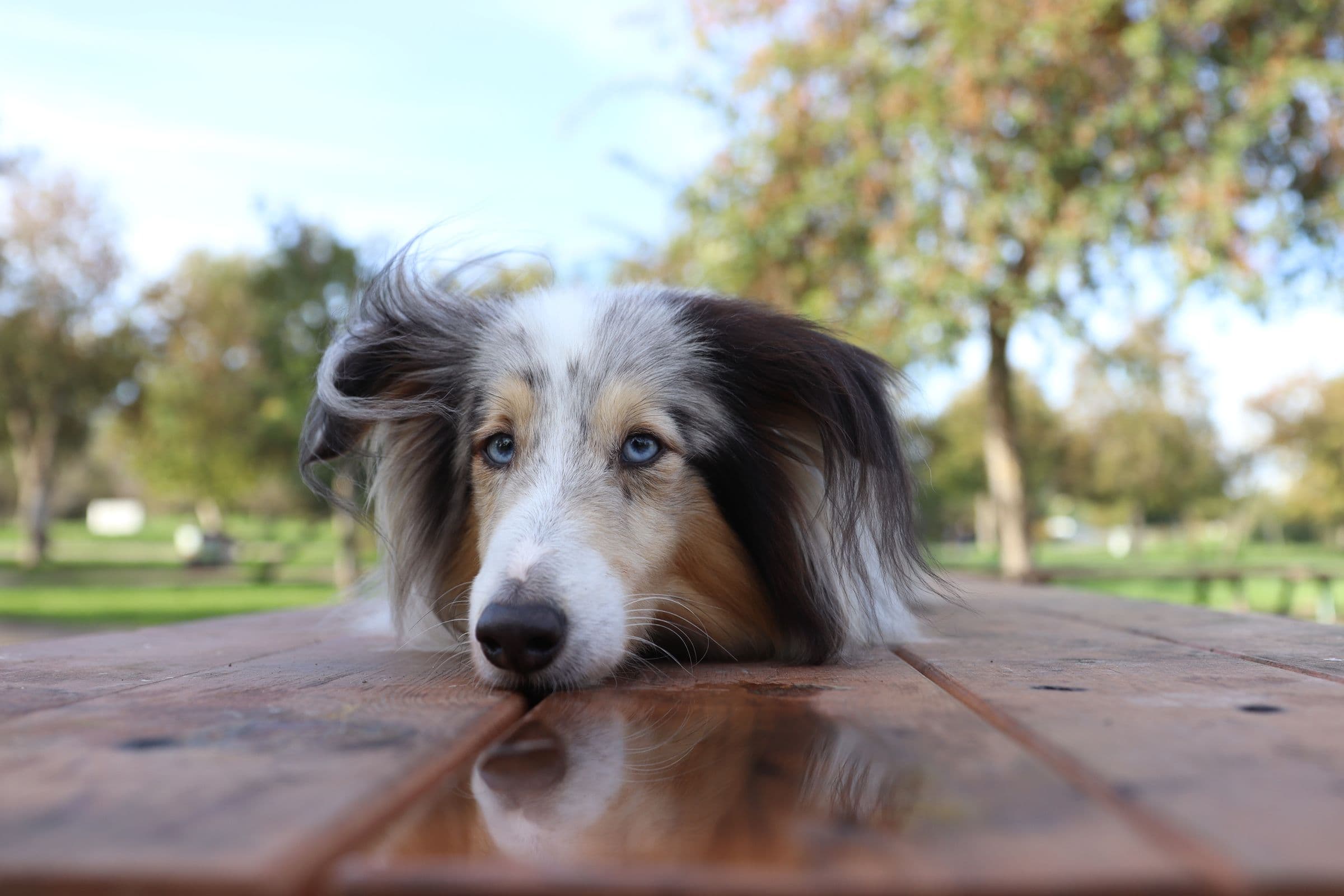 Ella