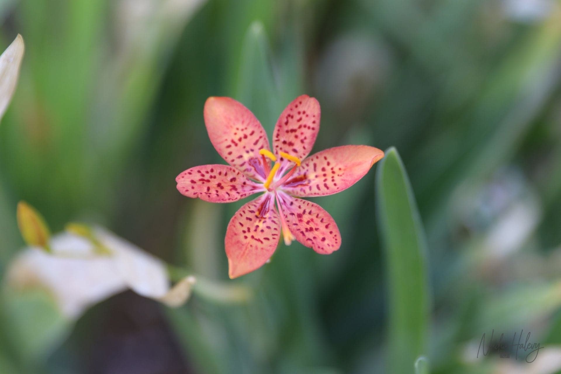 Leopard Lily