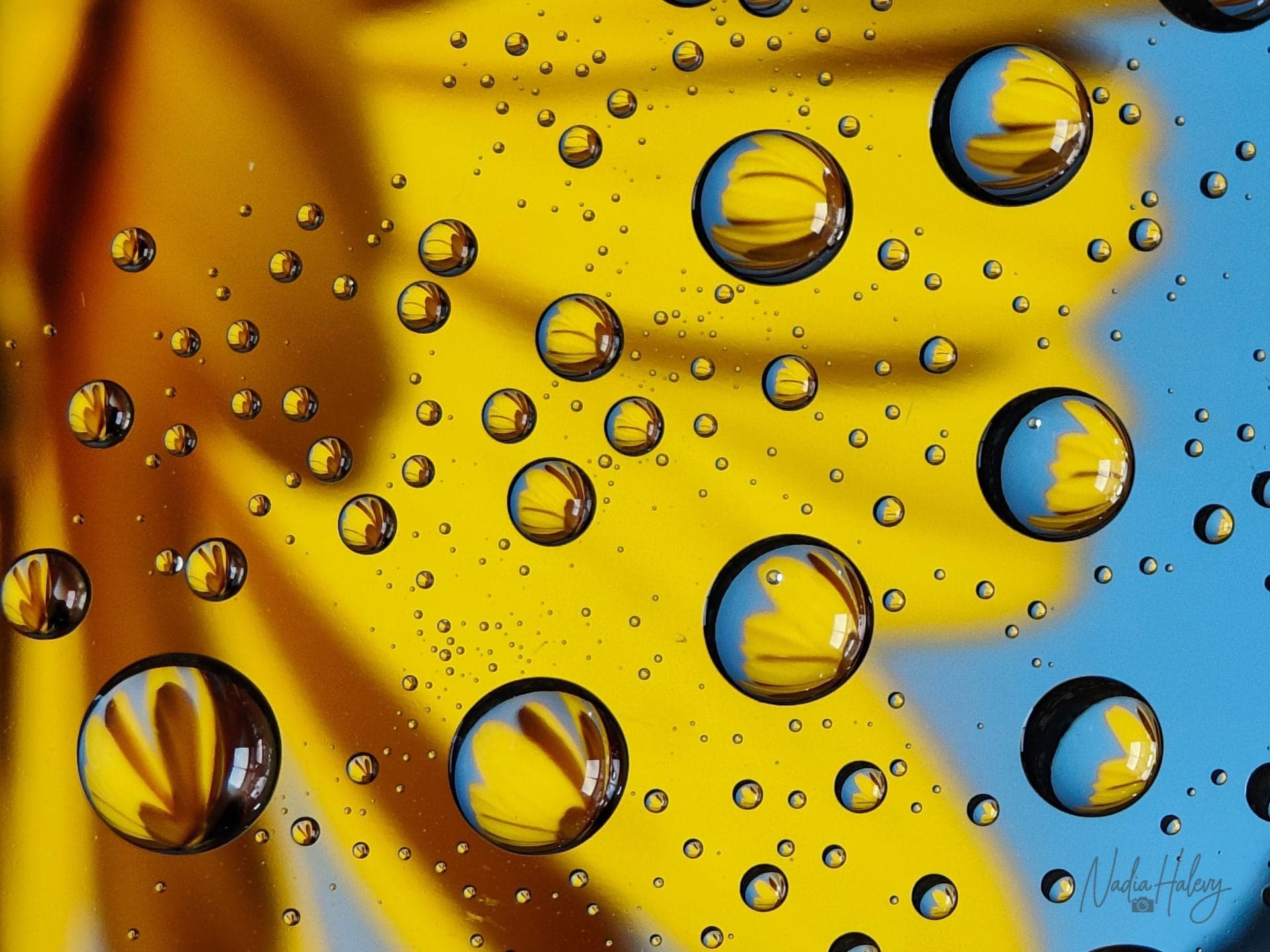 Golden Reflets