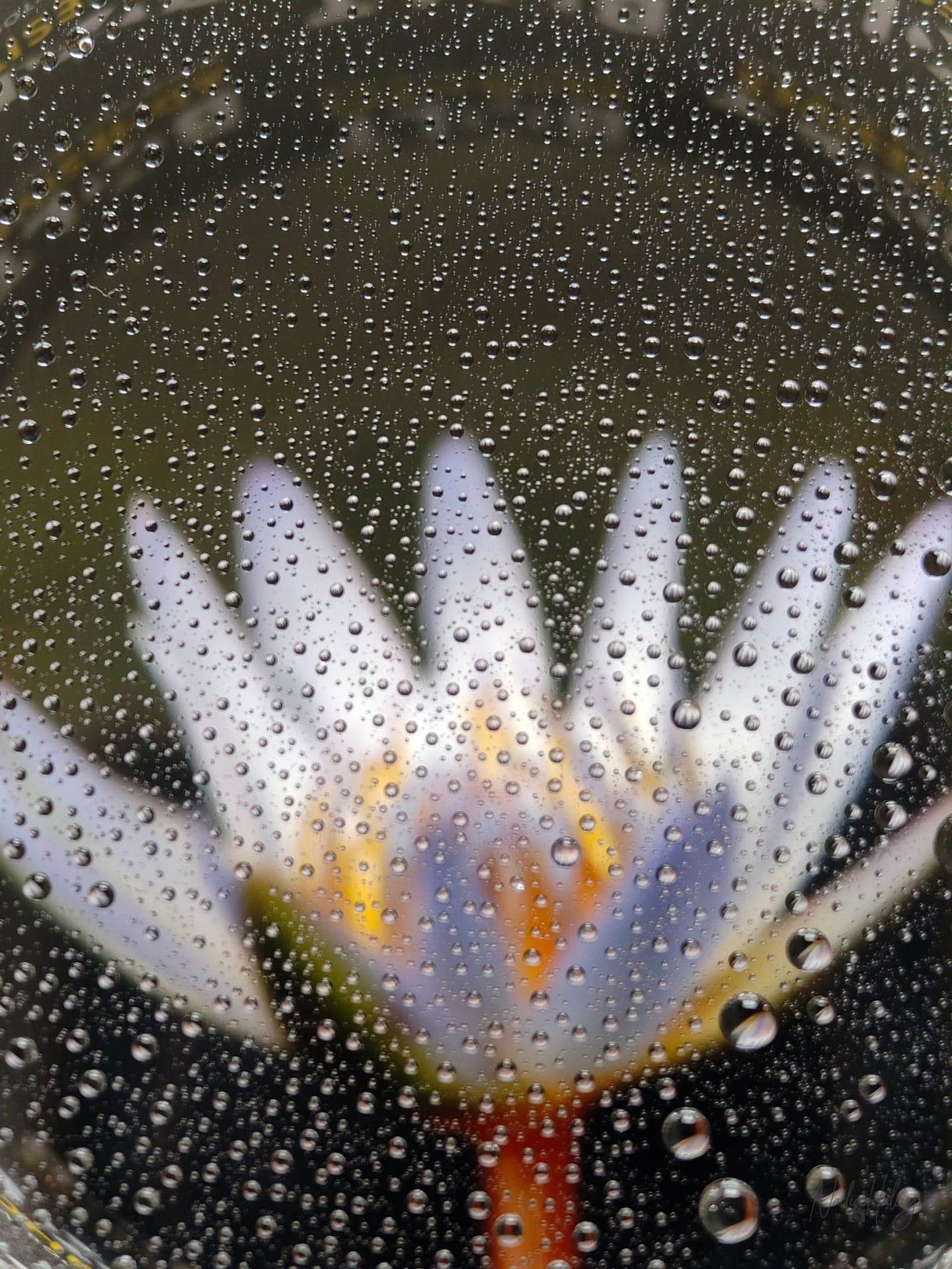 Waterdrop Mosaic