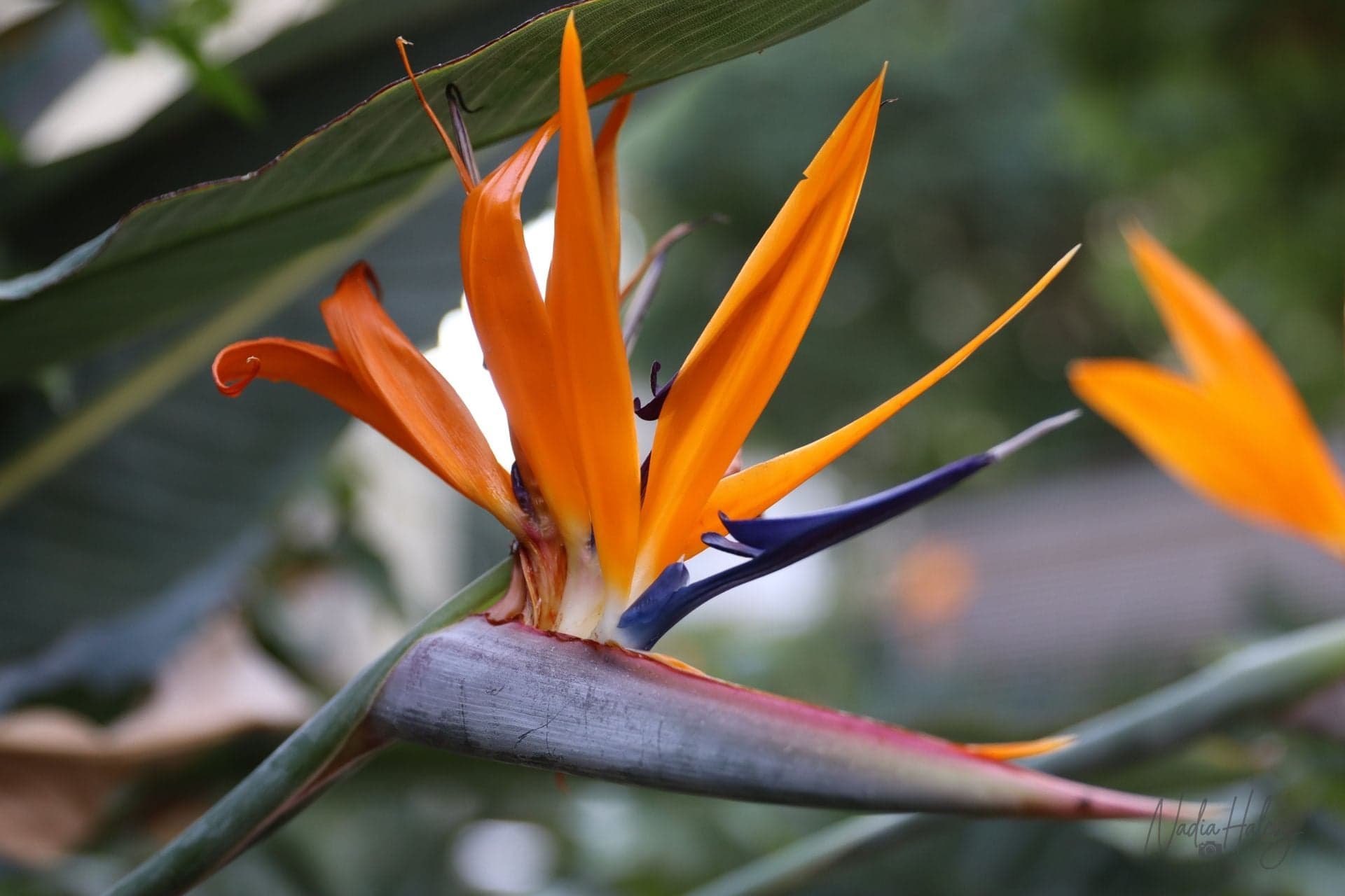Bird of Paradise