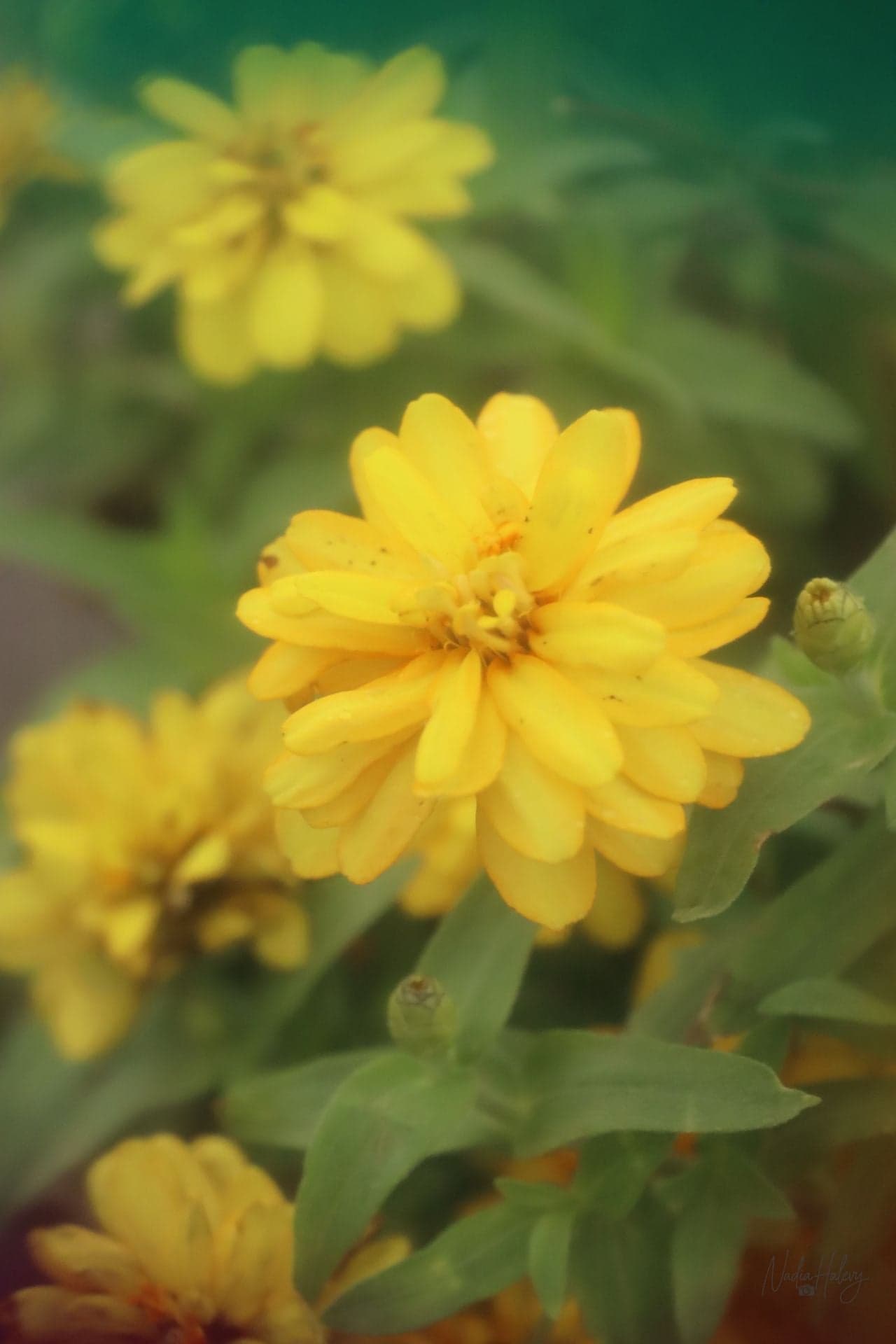 Golden Zinnia