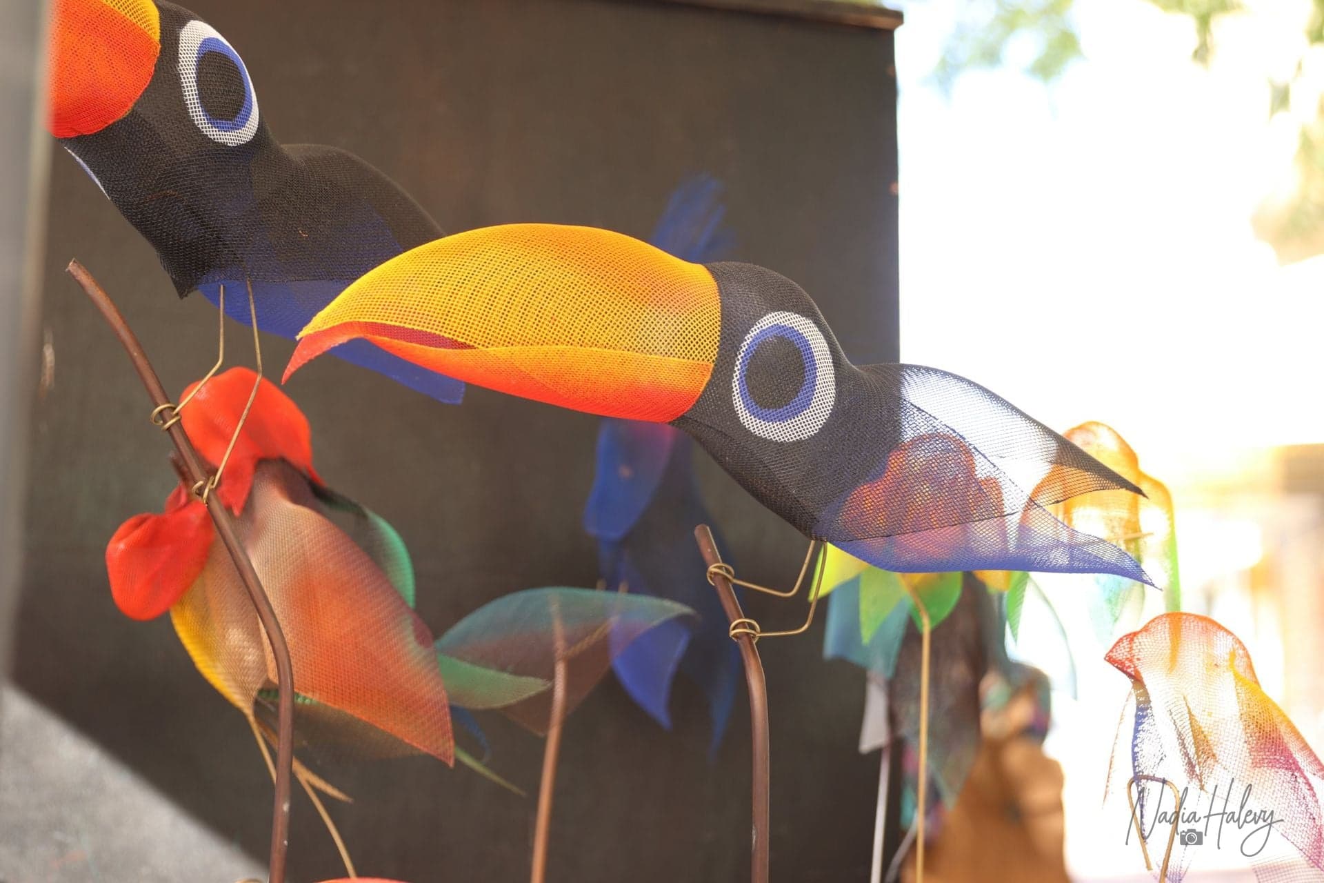 Tropical Flight
