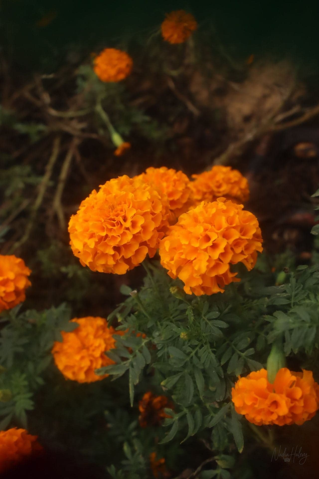 Autumn Glow