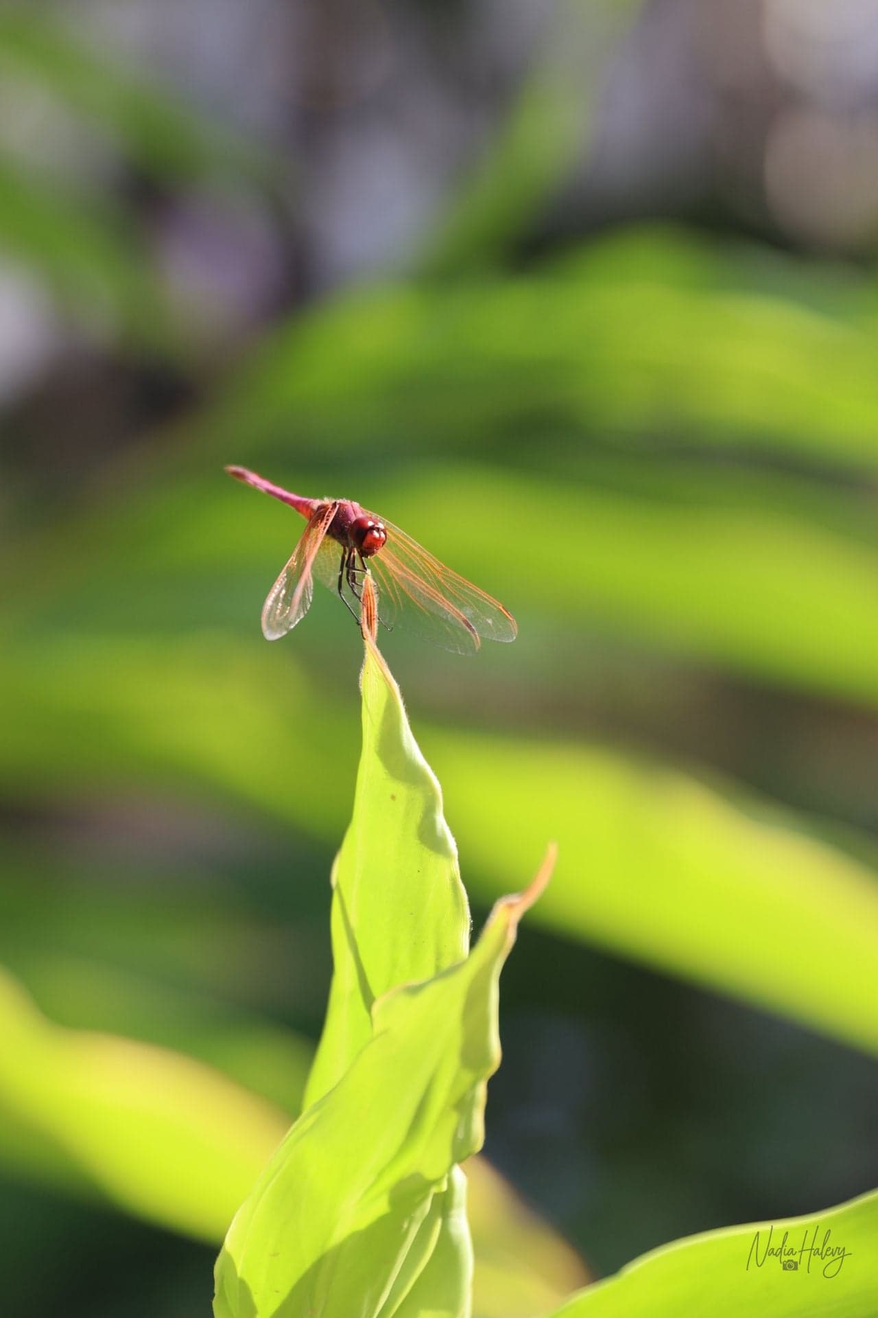 Delicate Balance