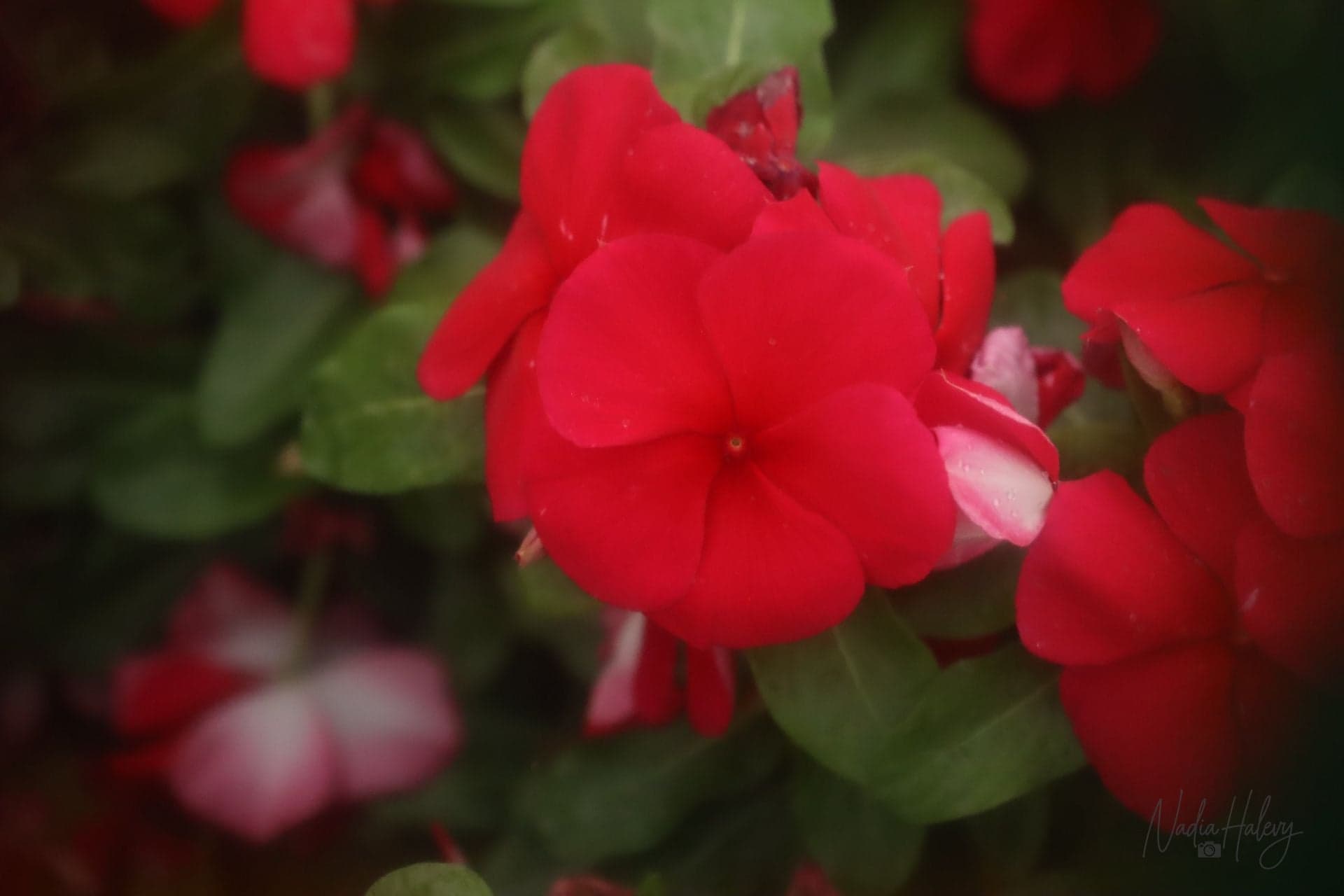 Velvet Petals