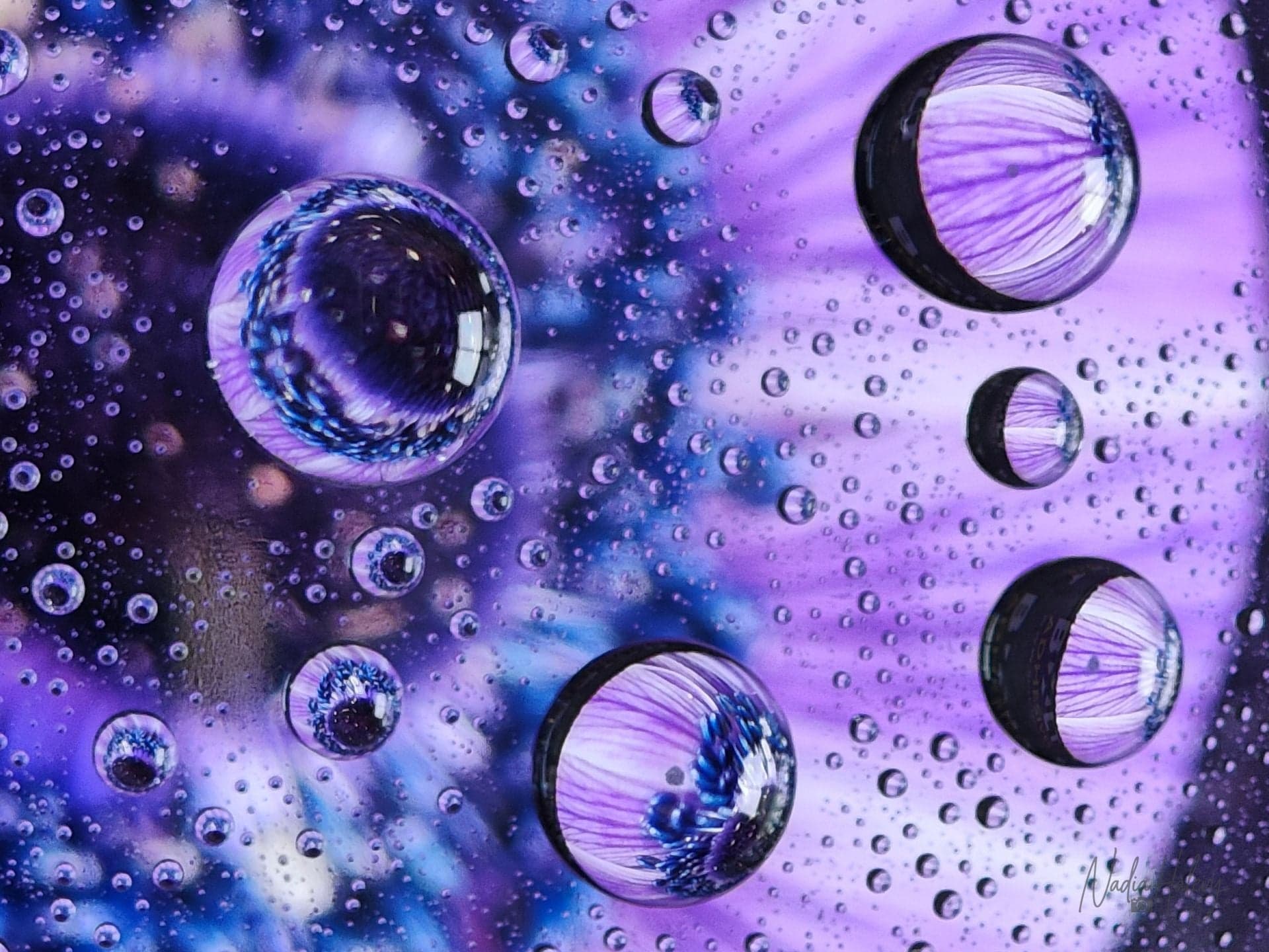 Lavender Drops